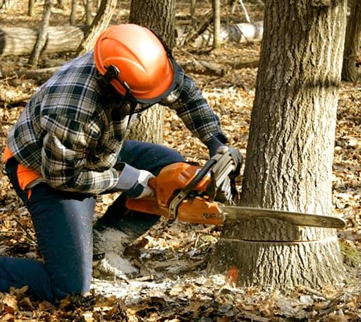 Tree Removal in Buffalo Gap, TX